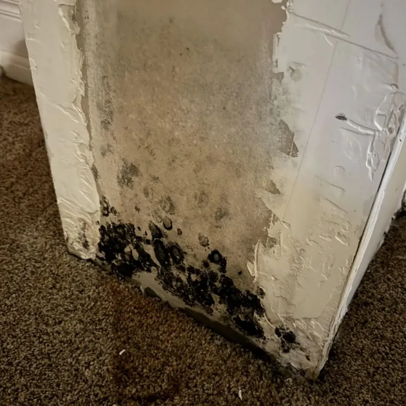 Professional Mold Removal in Pawnee, IL